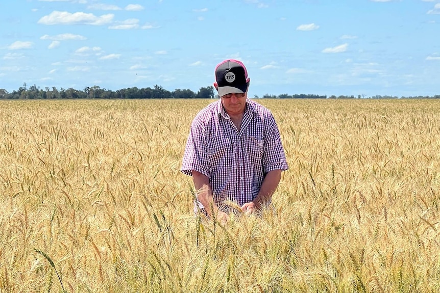 A man standing in a wheat paddock looking down. 