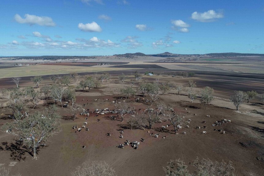 Cattle spread across a dry paddock.