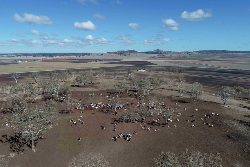 Cattle spread across a dry paddock.
