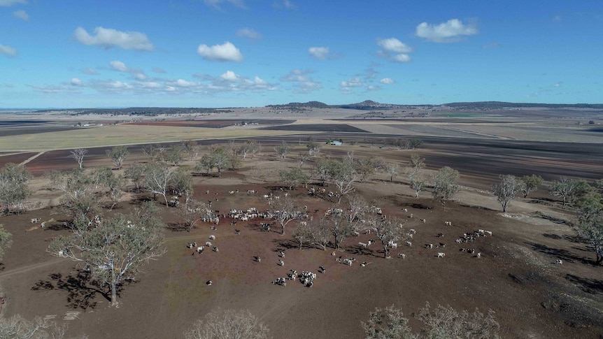 Cattle spread across a dry paddock.