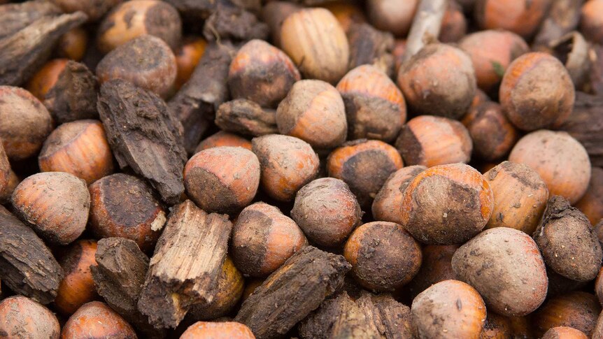 Harvested hazelnuts