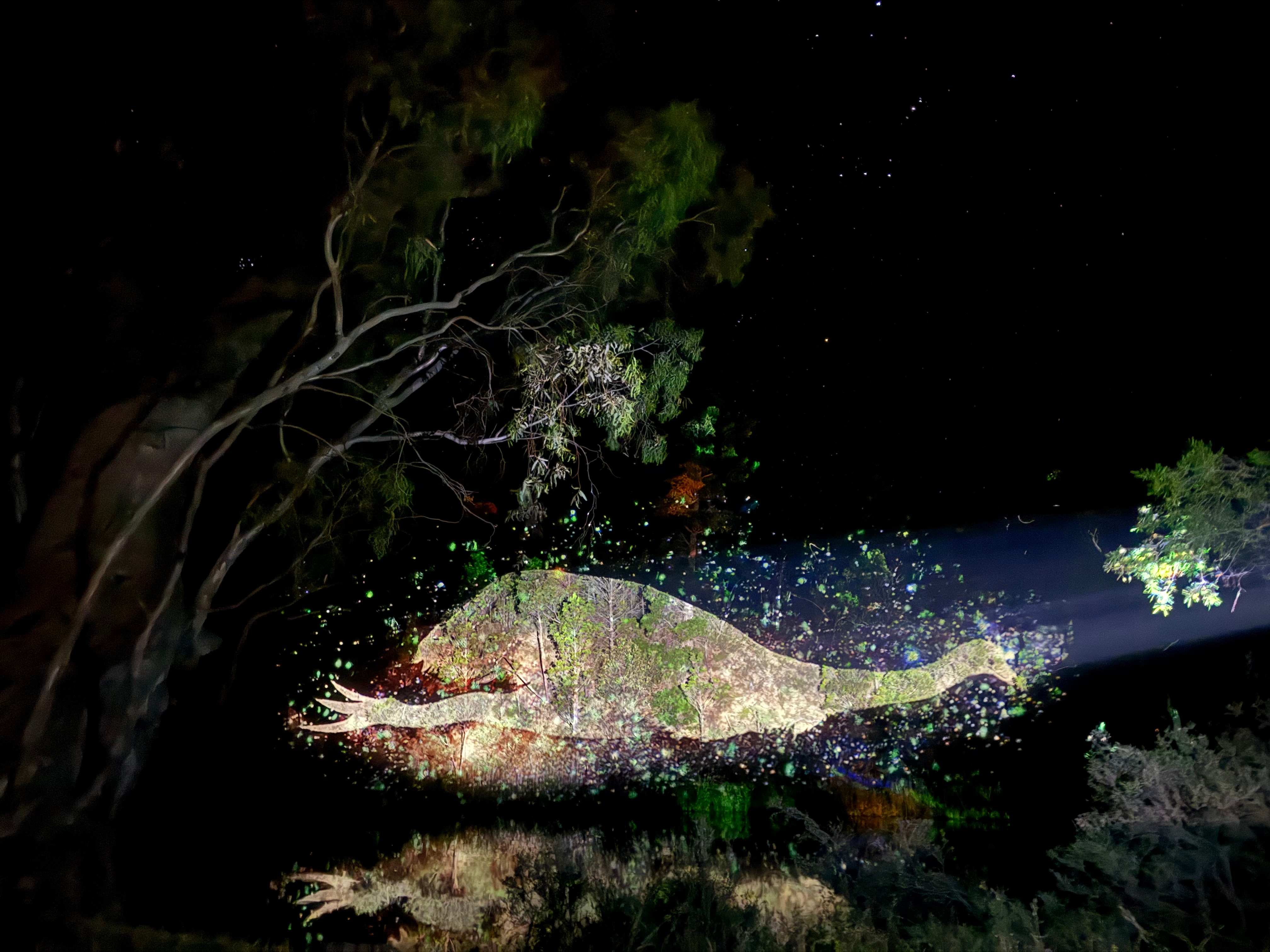 Uma imagem de uma ema de histórias de sonhos indígenas.