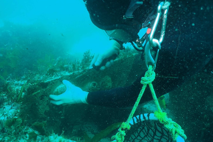 The first abalone are being harvested now