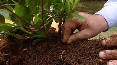 Plantings in Ferns - Gardening Australia