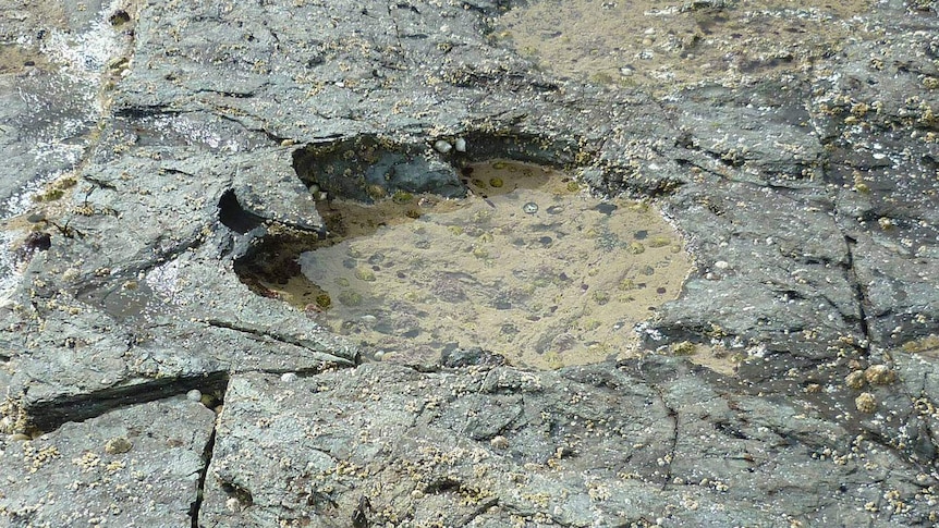A dinosaur footprint on a muddy lagoon.