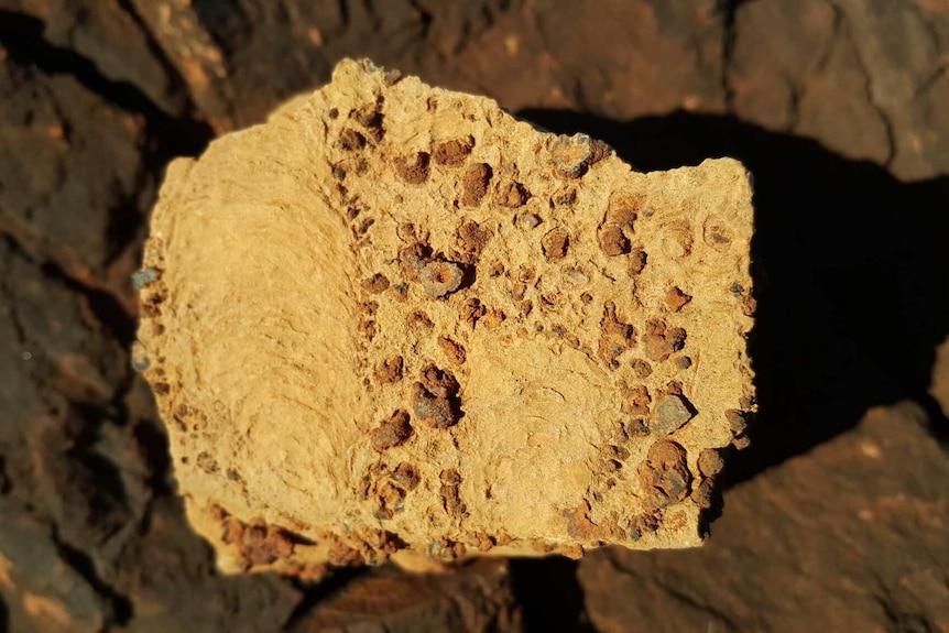 photo of a rock with lumps on it