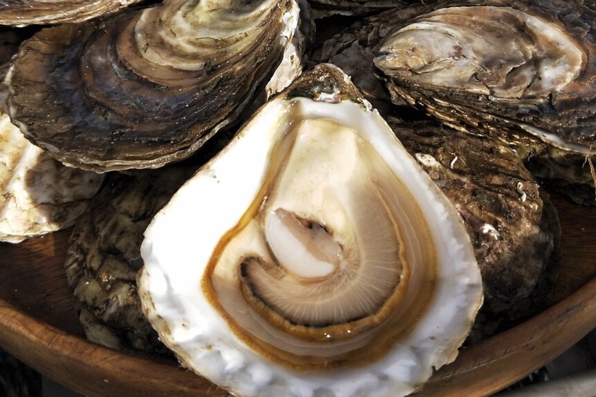 oysters close up. 
