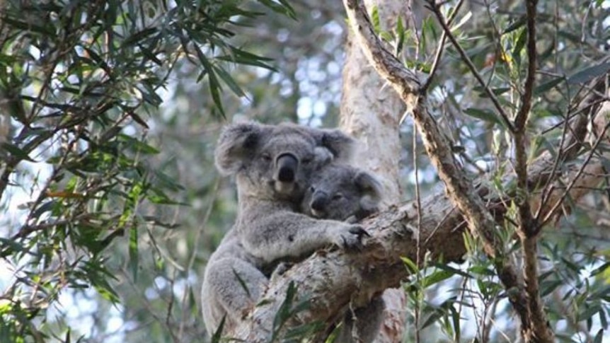 A mother and young koala together in a tree in Port Macquarie's Kooloonbung Creek Nature Reserve