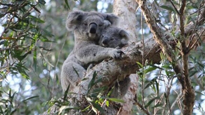 Mother and baby koala.