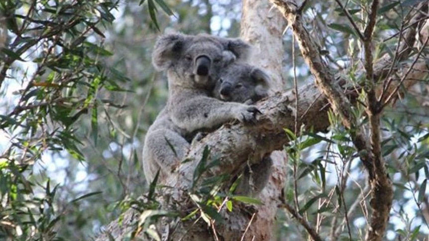 A koala and her joey in Port Macquarie.