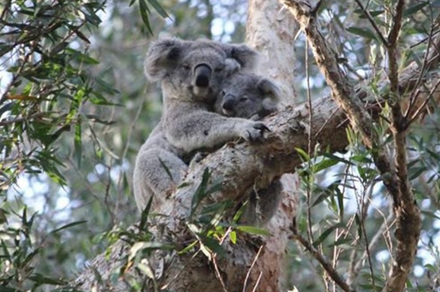 Mother and baby koala.