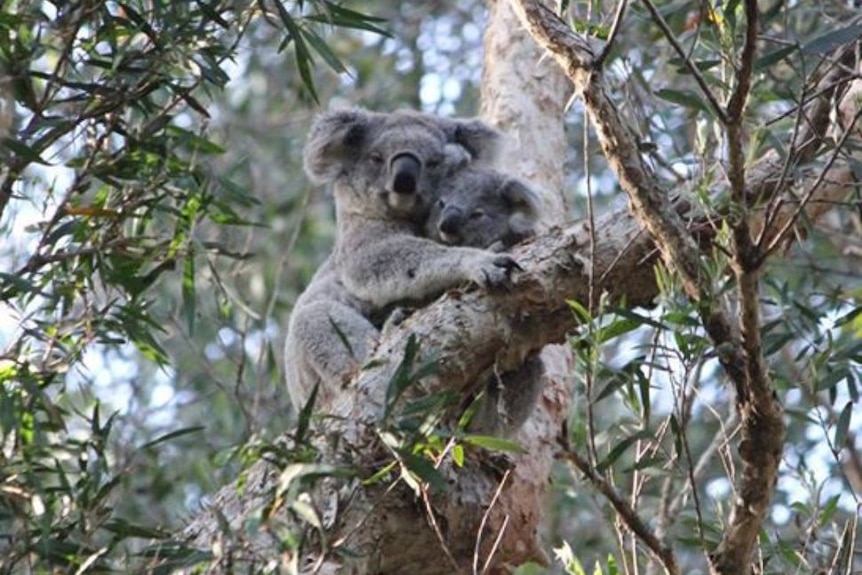 A koala and her joey in Port Macquarie.