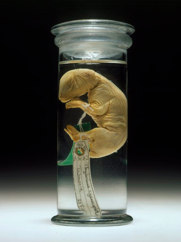 Thylacine joey preserved in a jar