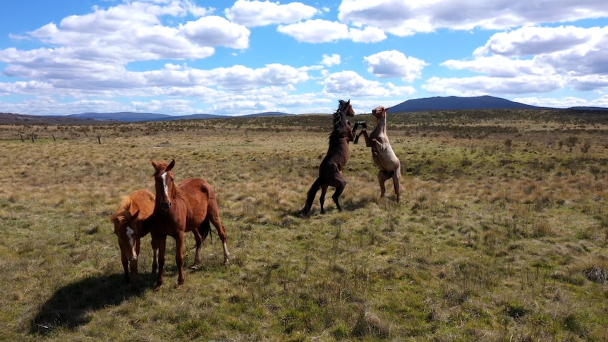 Two horses aggressively rear up, while facing each other on an open plain. Two other horses stand in the foreground.