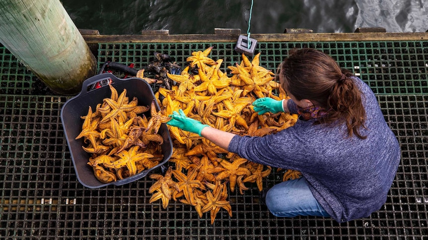 A pile of bright orange Northern Pacific Sea Stars on a wharf. Some are being thrown in a bucket.