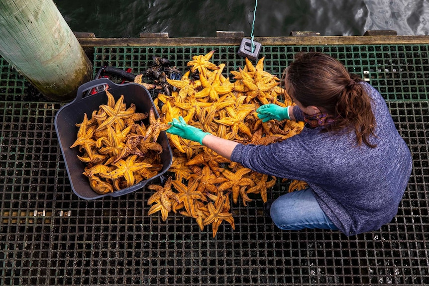 A pile of bright orange Northern Pacific Sea Stars on a wharf. Some are being thrown in a bucket.