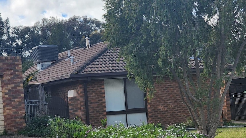 A black and white border collie sits on a house roof. 