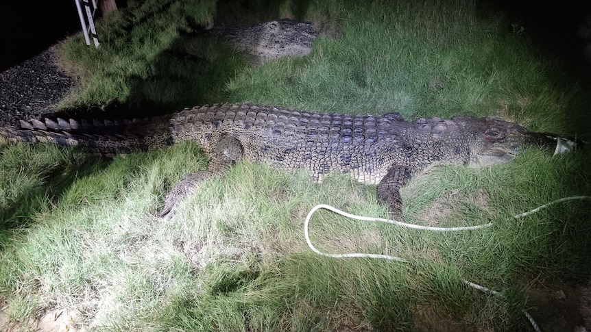 Big croc in a spotlight.