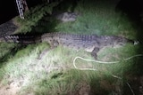 Big croc in a spotlight.