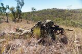 An Australian soldier in battle fatigues lies flat on a grassy knoll aiming his rifle into the distance during training.