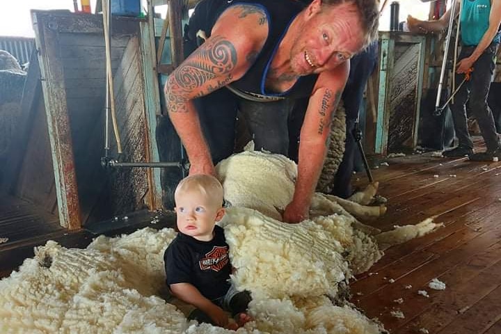 Man shearing sheep with baby