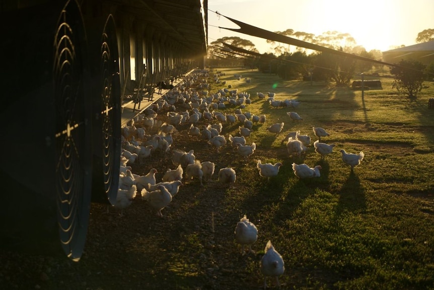 Chickens roam outside as the sun rises.