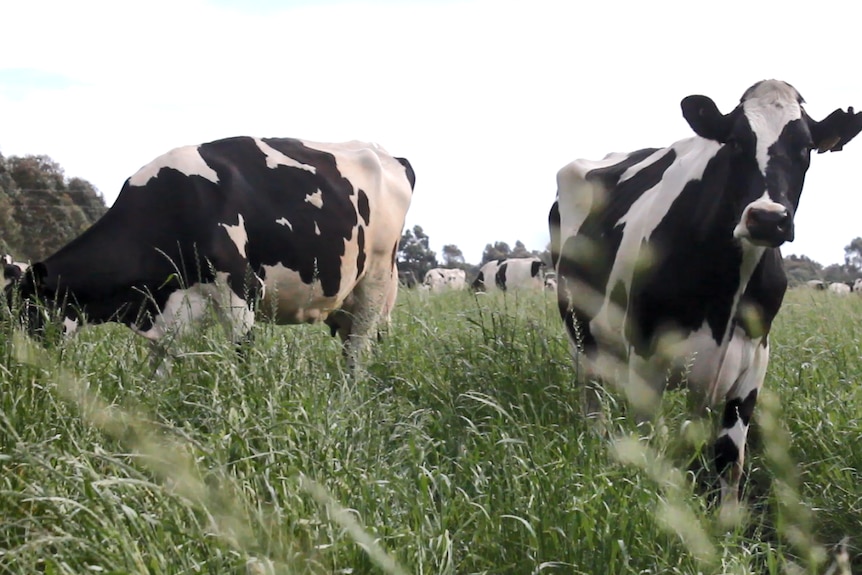 Two cows stand in a paddock