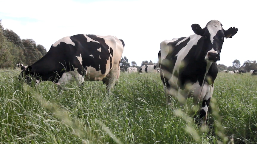 Two cows stand in a paddock