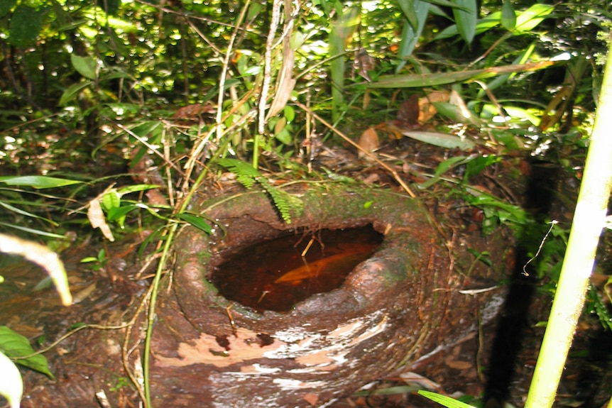 A tree hollow.