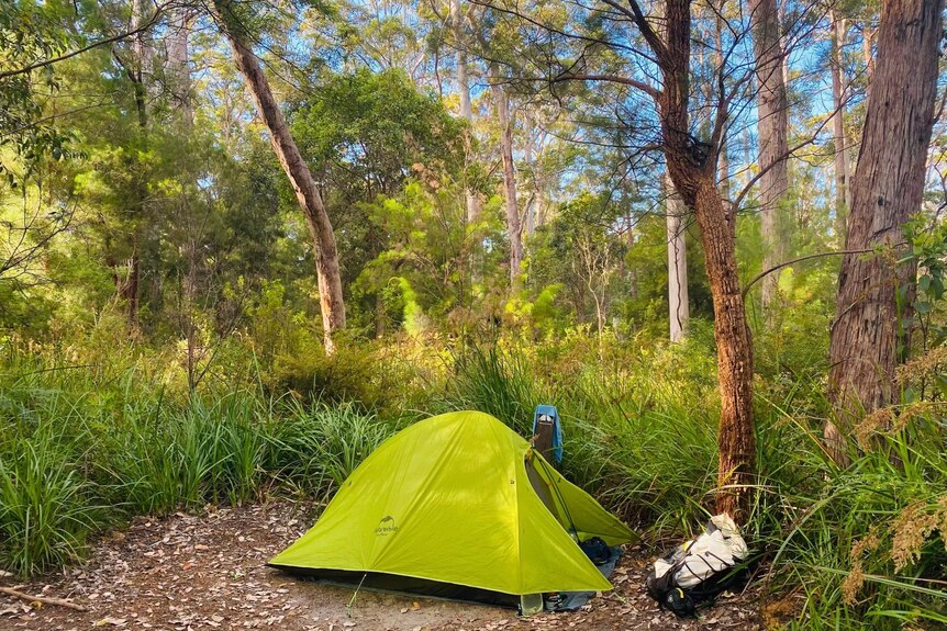 A small green tent has been erected in a clearing in a lush green forest. 