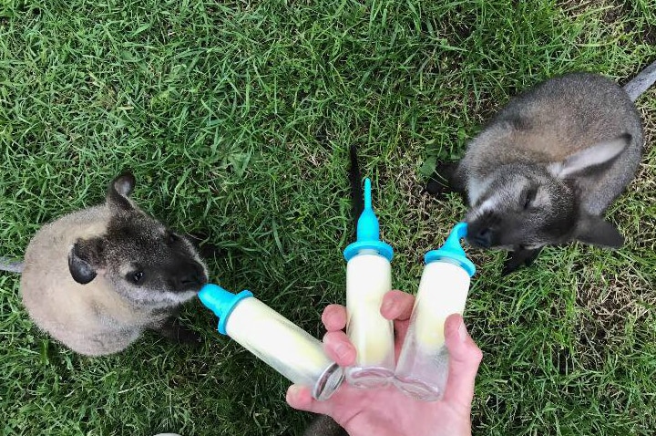 Two joey wallabies being bottle fed, Tasmania, February 2019.