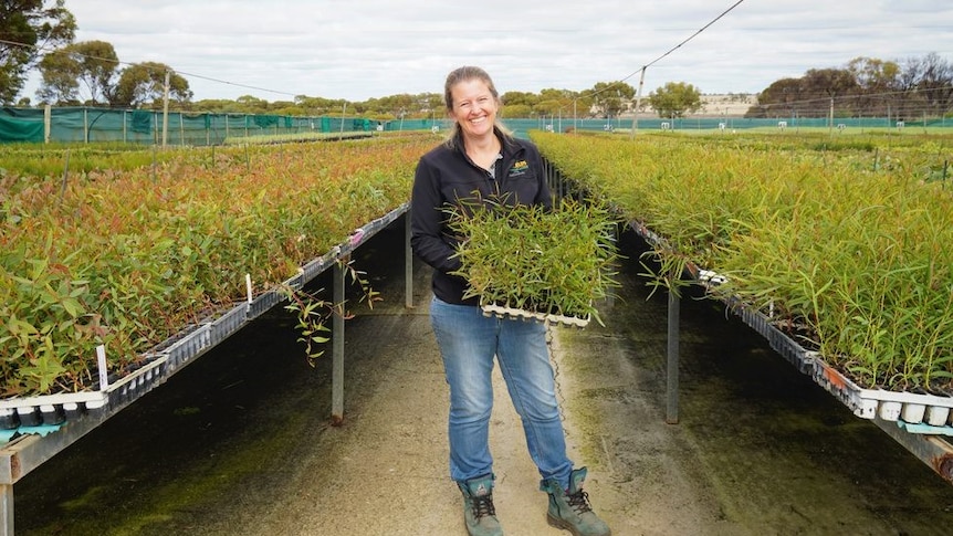 Woman standing with box of native trees in front of rows of seedings in nursery