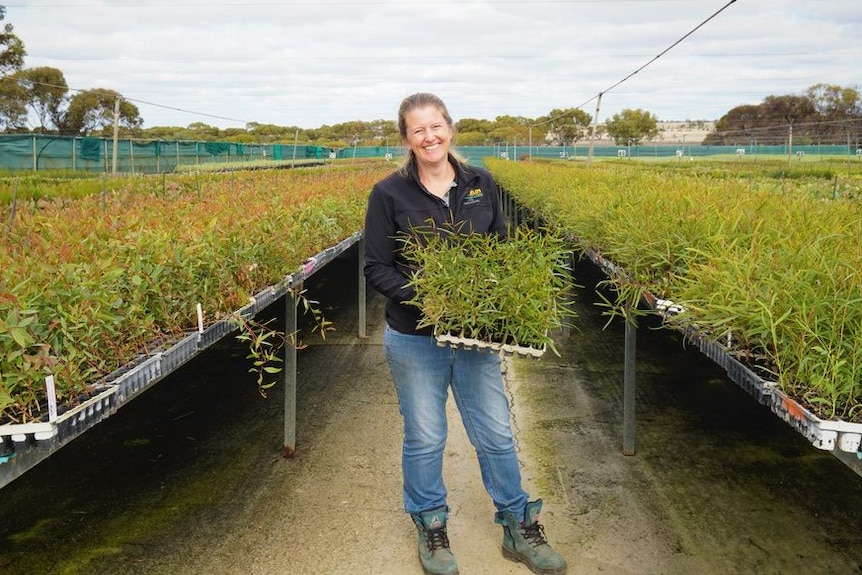 Woman standing with box of native trees in front of rows of seedings in nursery