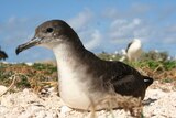 A Wedge-tailed shearwater sits on the sand.