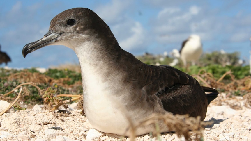 A Wedge-tailed shearwater sits on the sand.