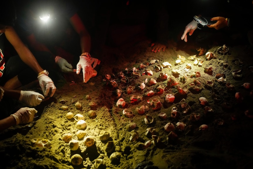 Poeple in white gloves inspect turtle eggs under a green light at night on a beach in Panama