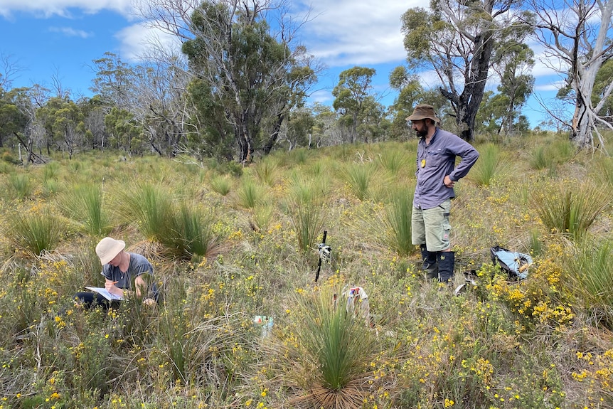 Two people stand in bushland doing surveying work.