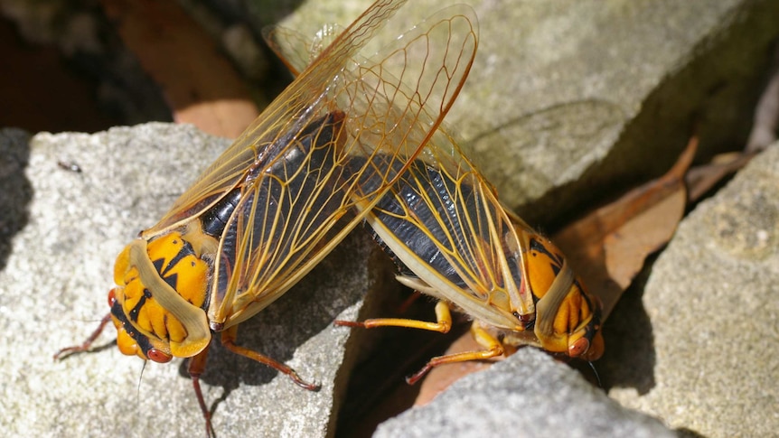 A close-up image of two black cicadas with gold-laced wings sitting perpendicular to each other on a rock.