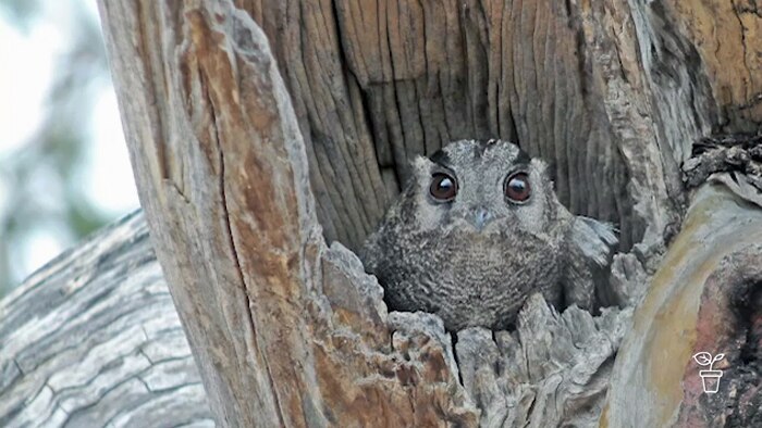 Owlet sitting in a tree hollow