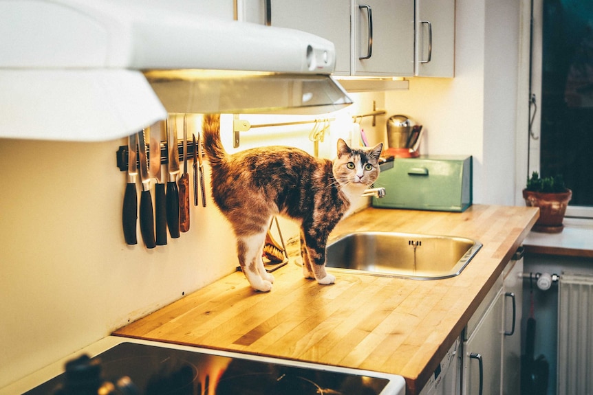 A cat on a kitchen bench.