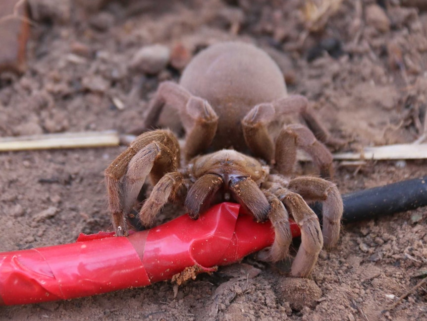 Female Maningrida diving tarantula