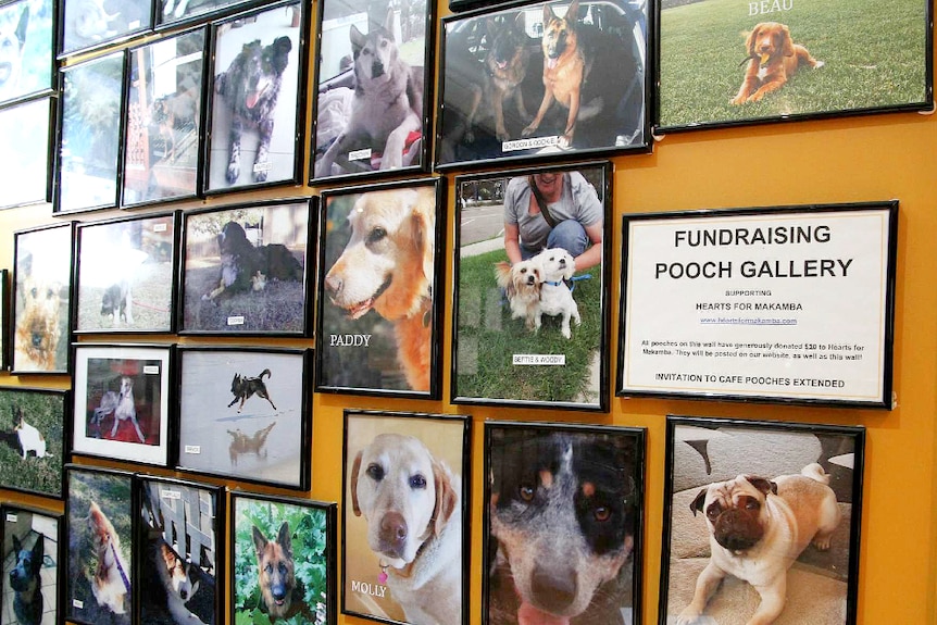 Brightly coloured walls hold photographs of happy dogs