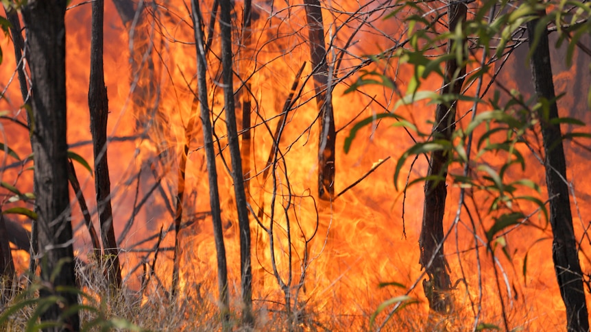 Fires burning in bushland in Tara, Queensland.