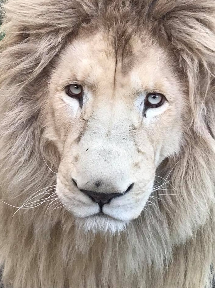 Bakari, lion in captivity at Zoodoo, Tasmanian wildlife park, Richmond.