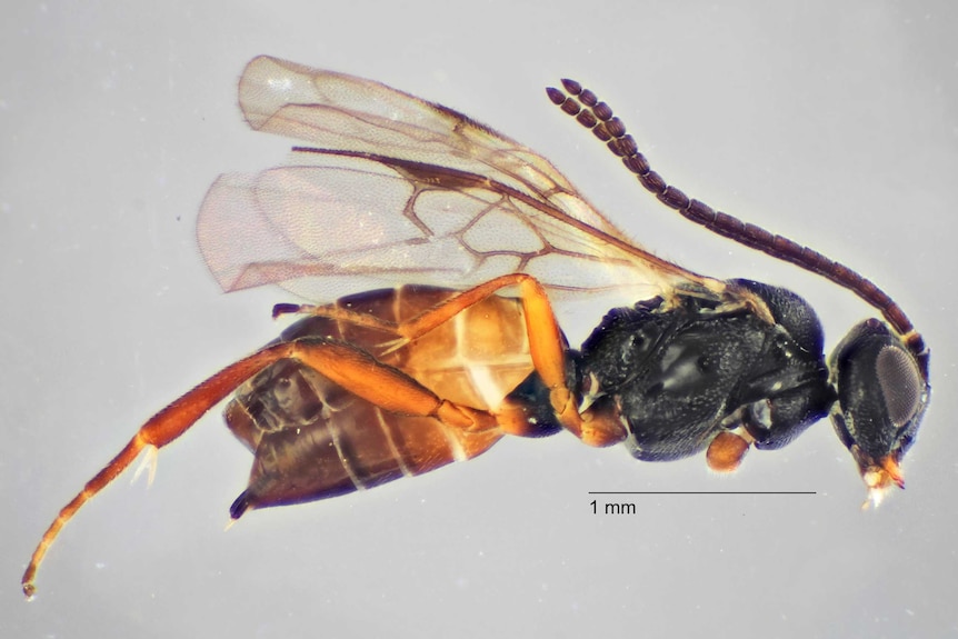A close up image of a wasp under a microscope. It has a black head, clear wings and a brown striped body.