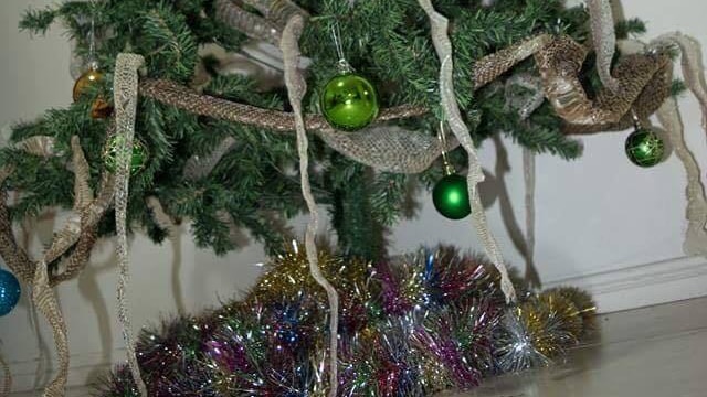 Snake skins draped around a green, artificial Christmas tree.