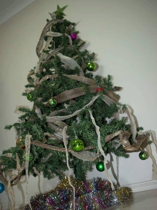 Snake skins draped around a green, artificial Christmas tree.