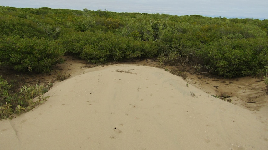A mound of sand surrounded by mangroves.