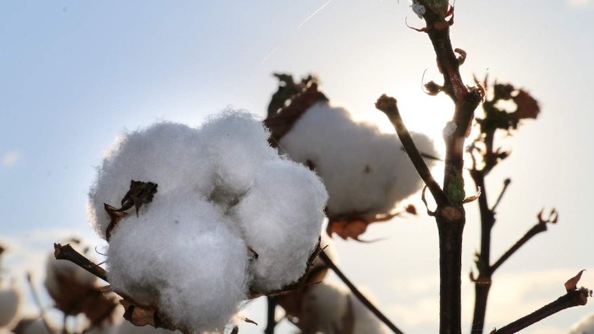 A close shot of cotton, growing in the Ord River in the Kimberley.