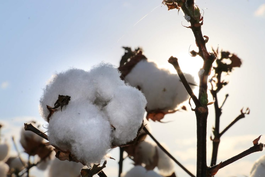 A close shot of cotton, growing in the Ord River in the Kimberley.